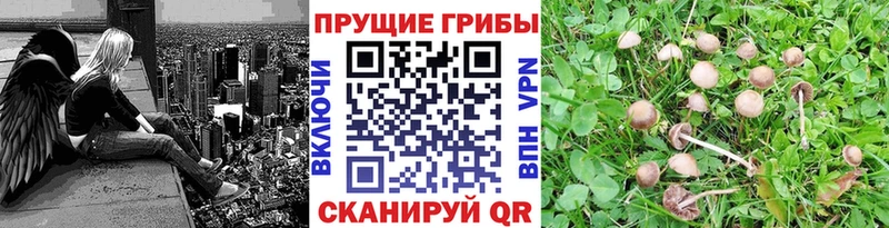 Псилоцибиновые грибы Psilocybine cubensis  Купить где  Вышний Волочёк 